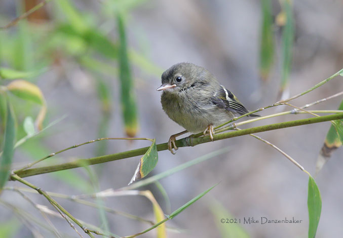 Goldcrest (Regulus regulus) photo