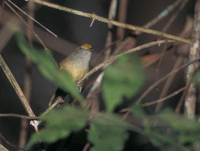 Tawny-crowned Greenlet (Hylophilus ochraceiceps) photo image