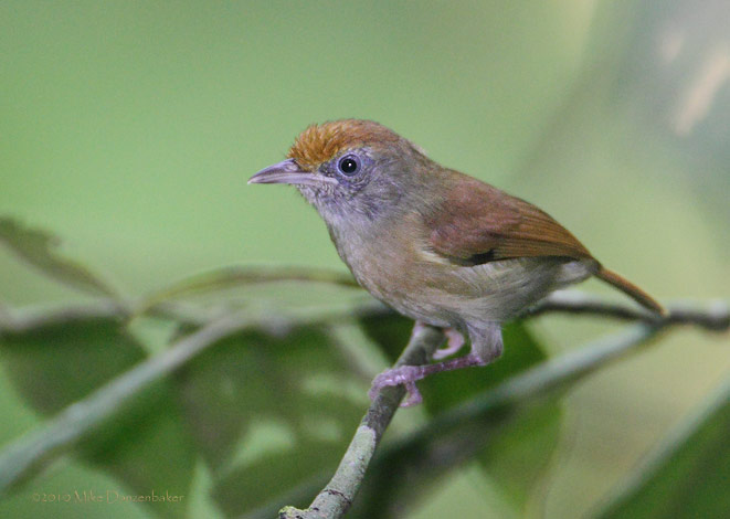 Tawny-crowned Greenlet (Hylophilus ochraceiceps) photo image