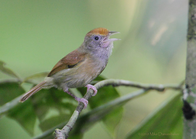 Tawny-crowned Greenlet (Hylophilus ochraceiceps) photo image