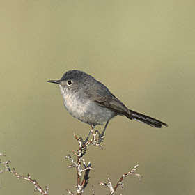 Blue-gray Gnatcatcher (Polioptila caerulea) photo image