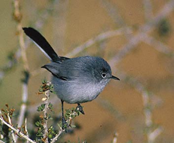 Black-tailed Gnatcatcher (Polioptila melanura) photo image
