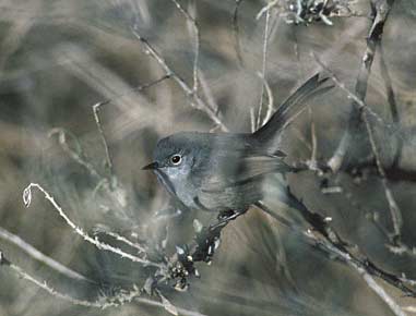 California Gnatcatcher (Polioptila californica) photo image