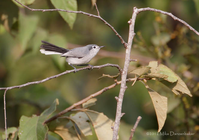 White-lored Gnatcatcher (Polioptila albiloris) photo