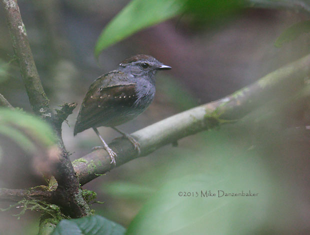 Ash-throated Gnateater (Conopophaga peruviana) photo