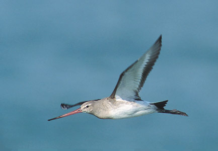 Black-tailed Godwit (Limosa limosa) photo image