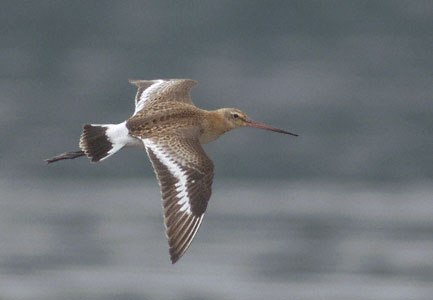 Black-tailed Godwit (Limosa limosa) photo image