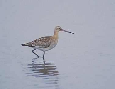 Black-tailed Godwit (Limosa limosa) photo image