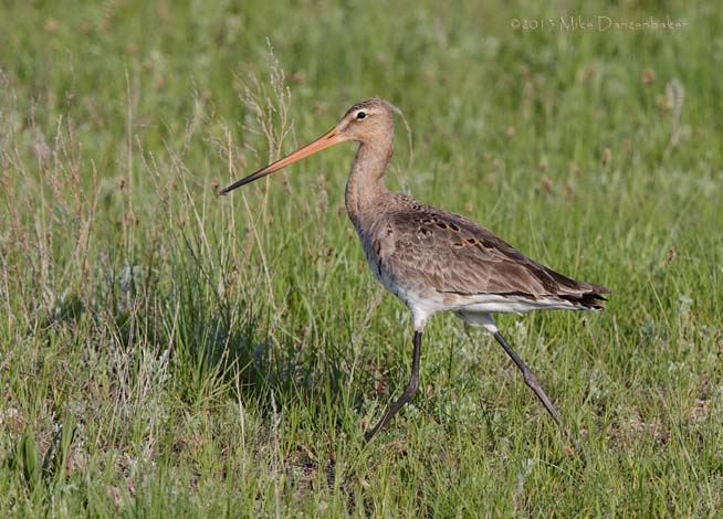 Black-tailed Godwit (Limosa limosa) photo image
