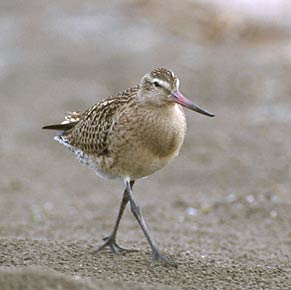 Bar-tailed Godwit (Limosa lapponica) photo image