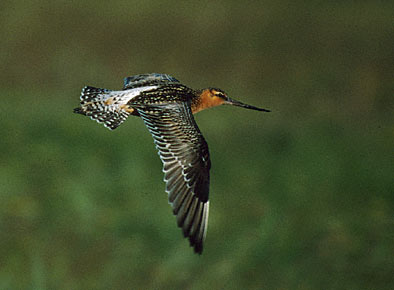 Bar-tailed Godwit (Limosa lapponica) photo image