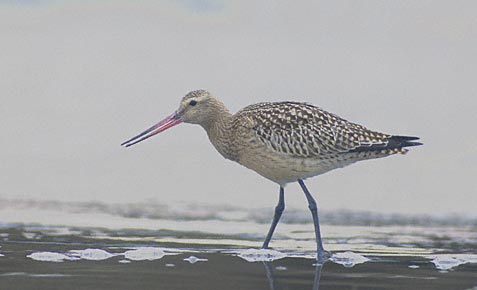 Bar-tailed Godwit (Limosa lapponica) photo image