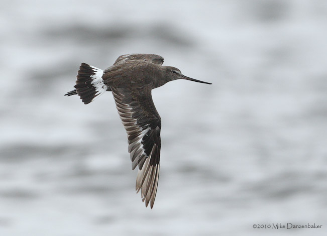 Hudsonian Godwit (Limosa haemastica) photo image