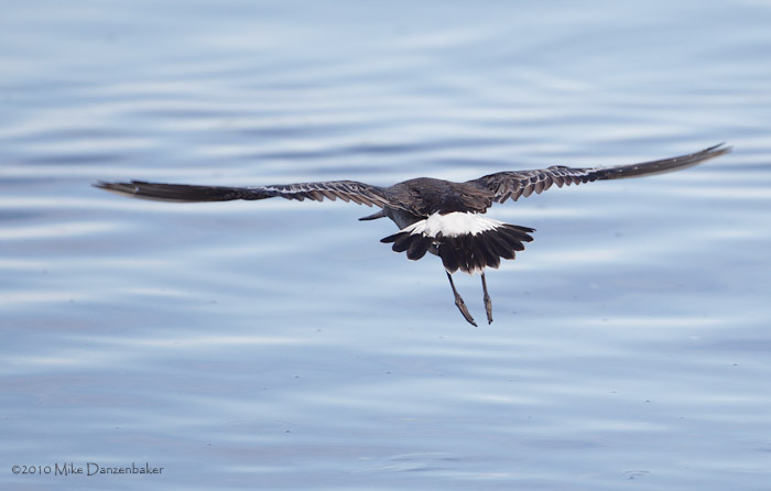 Hudsonian Godwit (Limosa haemastica) photo image