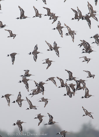 Hudsonian Godwit (Limosa haemastica) photo image