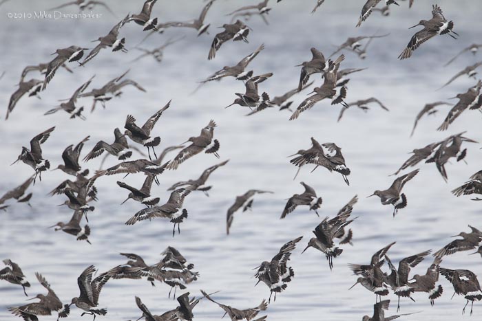 Hudsonian Godwit (Limosa haemastica) photo image