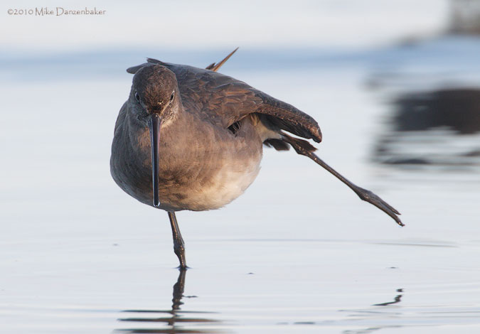 Hudsonian Godwit (Limosa haemastica) photo image