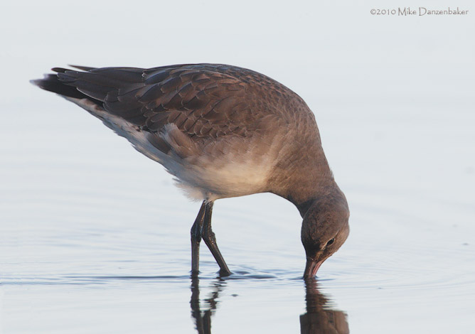 Hudsonian Godwit (Limosa haemastica) photo