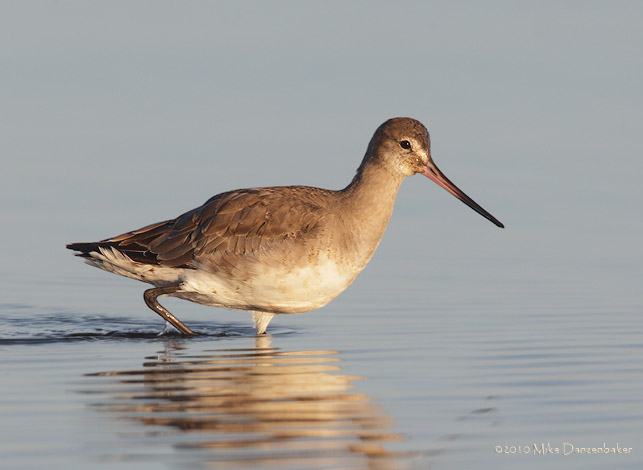 Hudsonian Godwit (Limosa haemastica) photo image