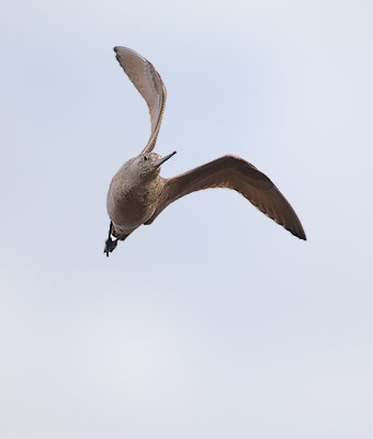 Marbled Godwit (Limosa fedoa) photo image