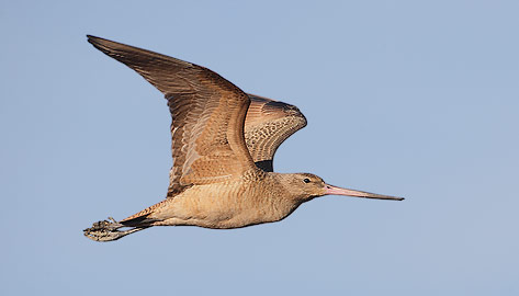 Marbled Godwit (Limosa fedoa) photo image