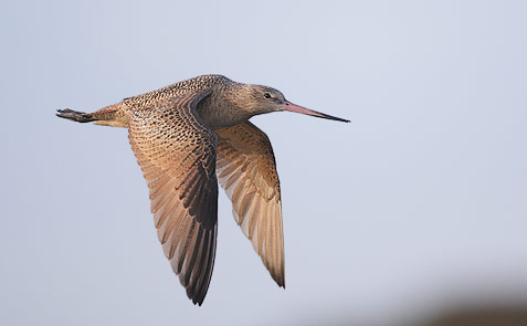 Marbled Godwit (Limosa fedoa) photo image