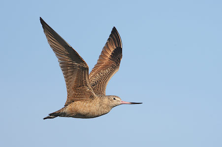 Marbled Godwit (Limosa fedoa) photo image