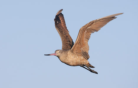 Marbled Godwit (Limosa fedoa) photo image