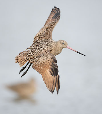 Marbled Godwit (Limosa fedoa) photo image