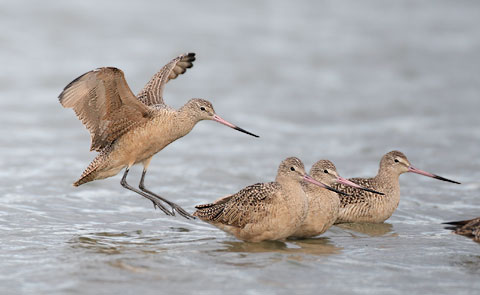Marbled Godwit (Limosa fedoa) photo image