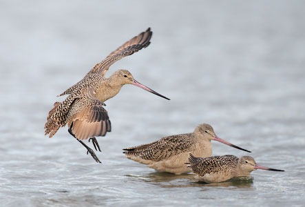 Marbled Godwit (Limosa fedoa) photo image