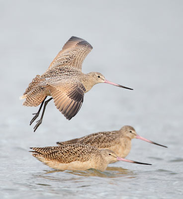 Marbled Godwit (Limosa fedoa) photo image