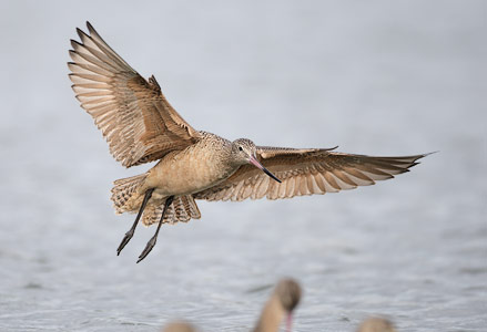 Marbled Godwit (Limosa fedoa) photo image
