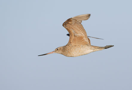 Marbled Godwit (Limosa fedoa) photo
