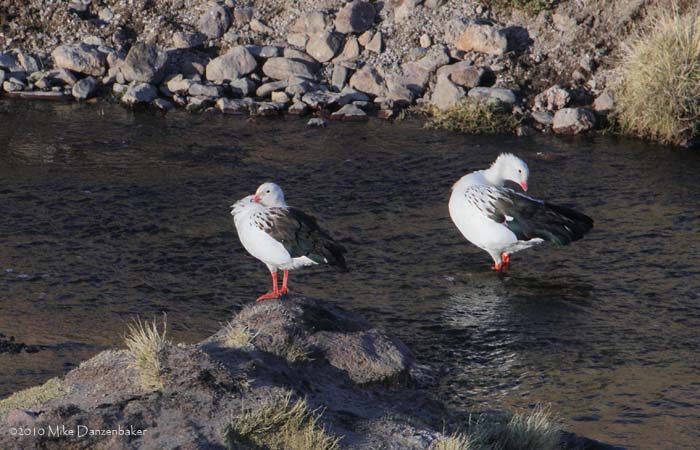Andean Goose (Chloephaga melanoptera) photo