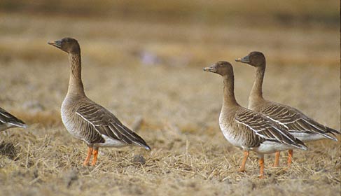 Tundra Bean Goose (Anser serrirostris) photo image