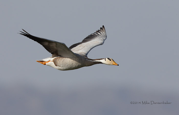Bar-headed Goose (Anser indicus) photo