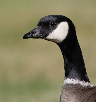 Cackling Goose (Branta hutchinsii) photo image
