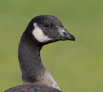 Cackling Goose (Branta hutchinsii) photo image