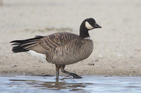 Cackling Goose (Branta hutchinsii) photo image