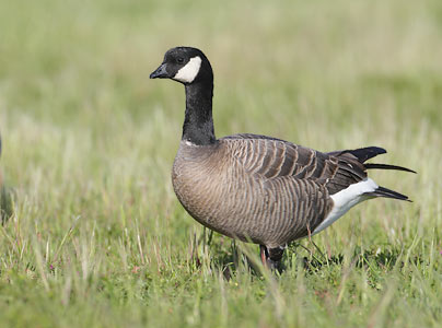 Cackling Goose (Branta hutchinsii) photo image