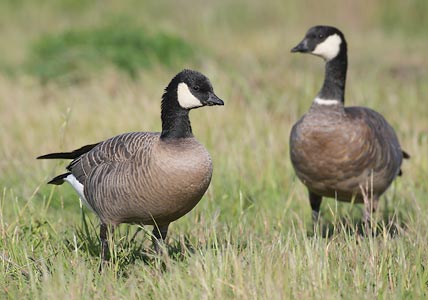 Cackling Goose (Branta hutchinsii) photo image