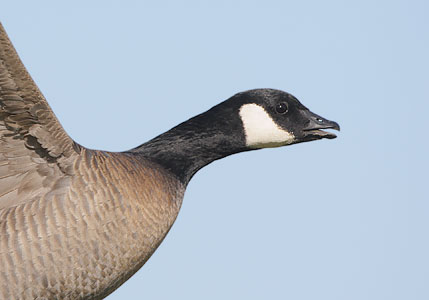Cackling Goose (Branta hutchinsii) photo image