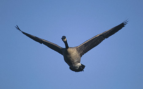 Canada Goose (Branta canadensis) photo image