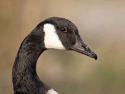 Canada Goose (Branta canadensis) photo image