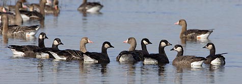 Canada Goose (Branta canadensis) photo