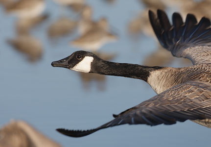 Canada Goose (Branta canadensis) photo image
