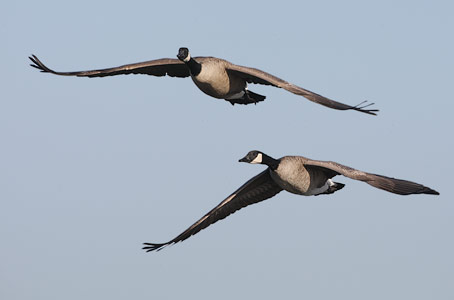 Canada Goose (Branta canadensis) photo image