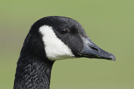 Canada Goose (Branta canadensis) photo image