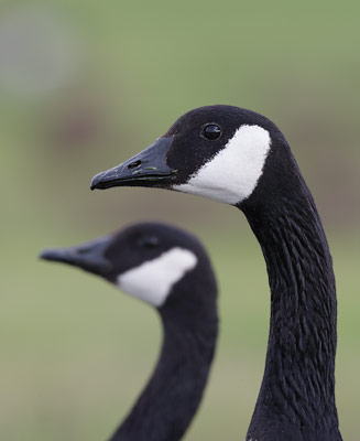 Canada Goose (Branta canadensis) photo image